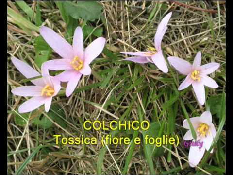 Che è necessario per una buona potenza Se limpotenza di fumare