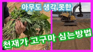 아무도 생각못한 천재가 고구마 심는 방법~고구마 심는시기,밭만들기,심는기계 ,고구마 비료 농업용굴삭기,관리기…