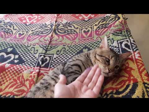 My cute cat chunnu is in sleeping😴😞mood so don't disturb him