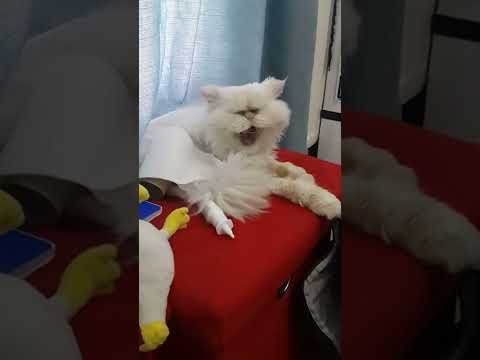 Konuşan kedi hayyam