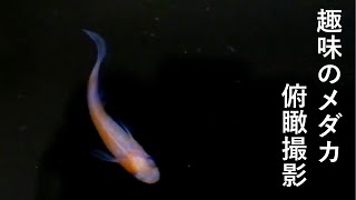 メダカの餌やり動画　#2 (好きな水槽)