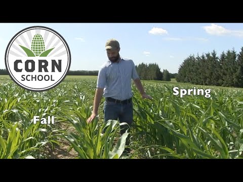Corn School: Where to place fertilizer in a strip till system