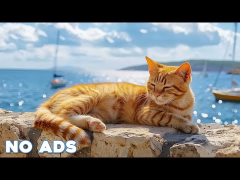 12 Hours Of Music For Cat to Fall Into Deep Sleep🐈Stress Relief♬ Heal Stress For Cat Soothing Piano