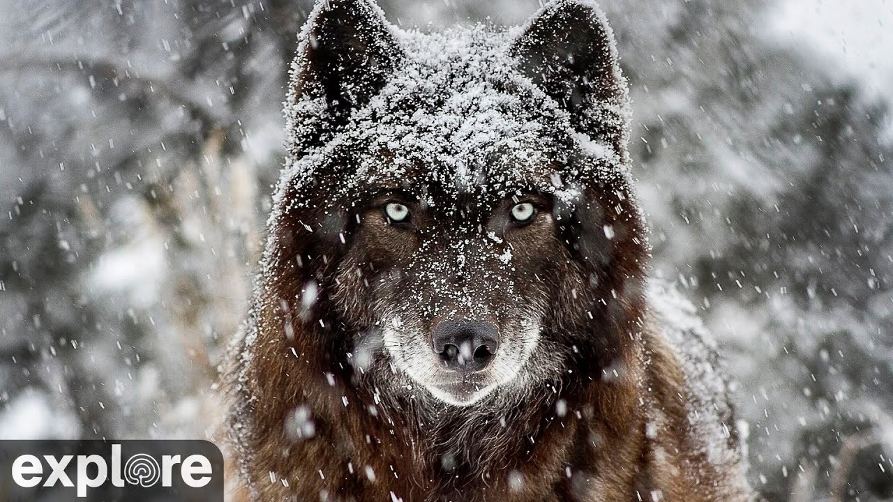 LIVE Wolf Cam: Shaman’s Rock – Mission: Wolf – Colorado | explore.org