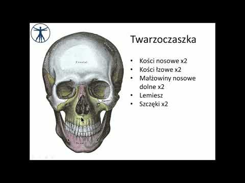 Palacz mięśni Trening mięśni łydek