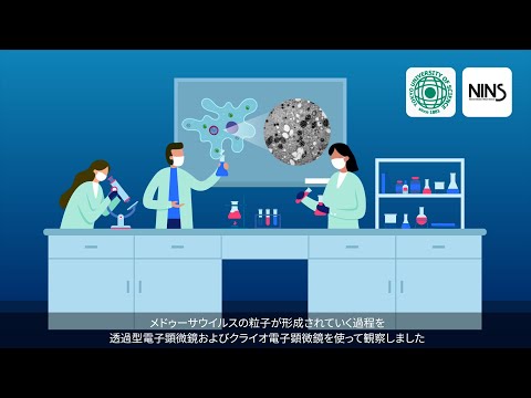 メドゥーサウイルスの一見非効率的な形成過程を解明