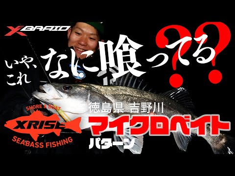 いや、これなに喰ってる？？ 吉野川マイクロベイトパターン編【XRISE vol.2 まとめ】