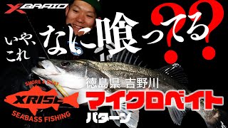 いや、これなに喰ってる？？ 吉野川マイクロベイトパターン編【XRISE vol.2 まとめ】