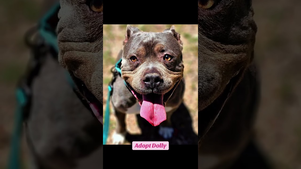 Dolly, a Adoptable mixed breed in Lubbock, TX video 6/6