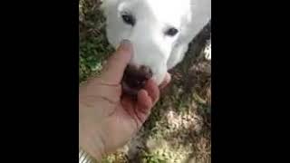 Video preview image #1 Great Pyrenees Puppy For Sale in Spring, TX, USA