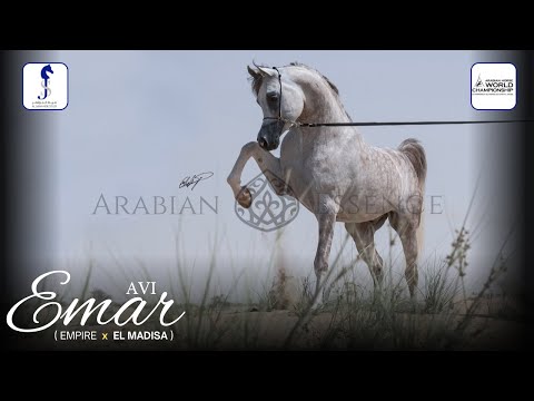 💣EMAR AVI💣Arabian Horse World Championship 2019 PARIS Junior Colts Class 5A