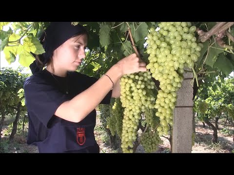 , title : 'How Dried Grapes are Produced - The Full Amazing Journey'