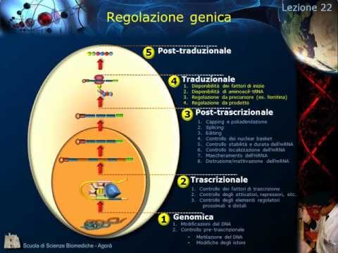 Lezione 22 - regolazione genica