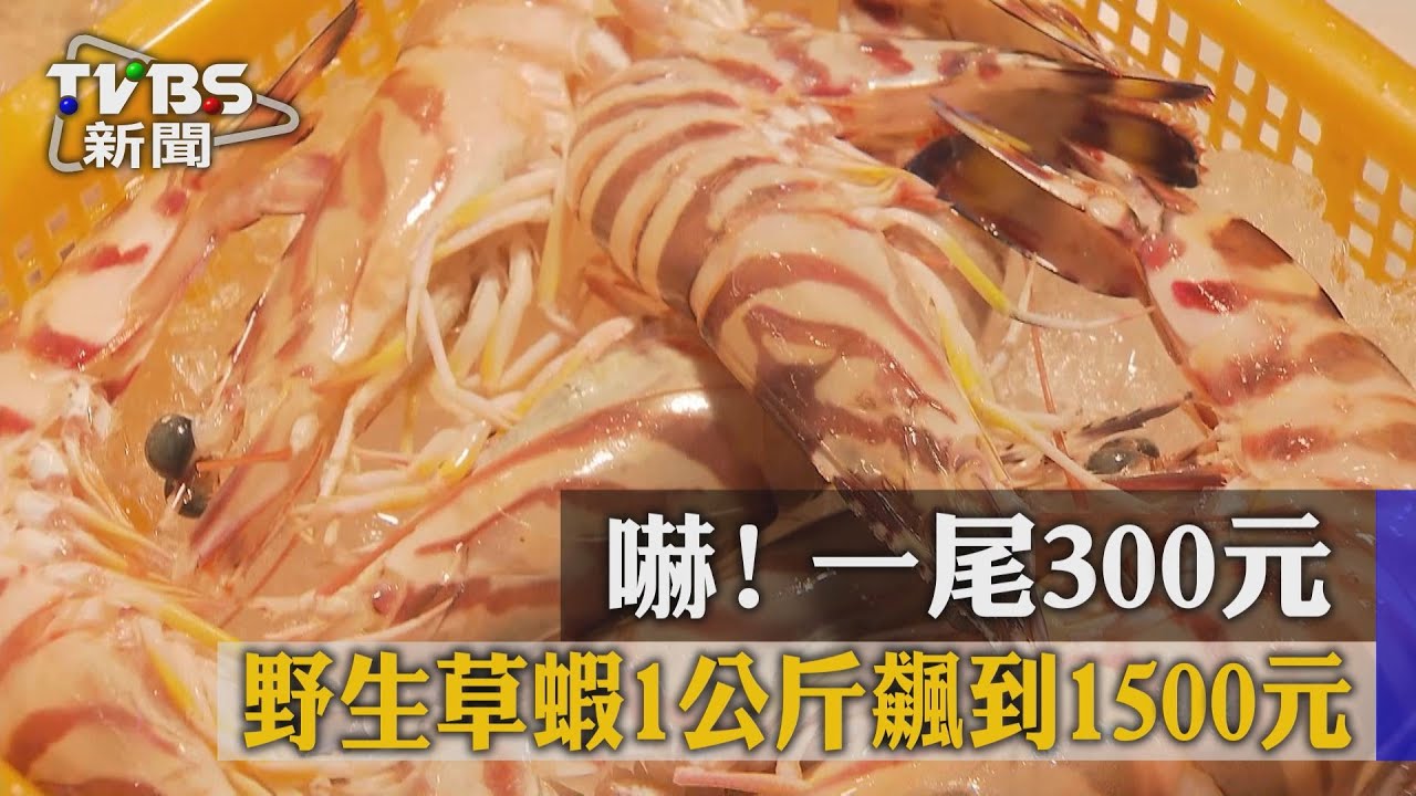 嚇！野生草蝦1公斤飆到1500元　1尾300元
