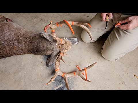 His biggest buck ever in Missouri! What did Pro Staffer Phil's buck score?