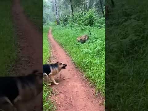 Muito cuidado nessa hora 😱😱 #oncapintada #onca #cachorro #dogs #selvagem