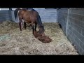 Horses Mare Nursing Her New Born Foal