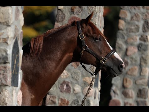 Blacktypesieger und Blacktypevererber Polish Vulcano
