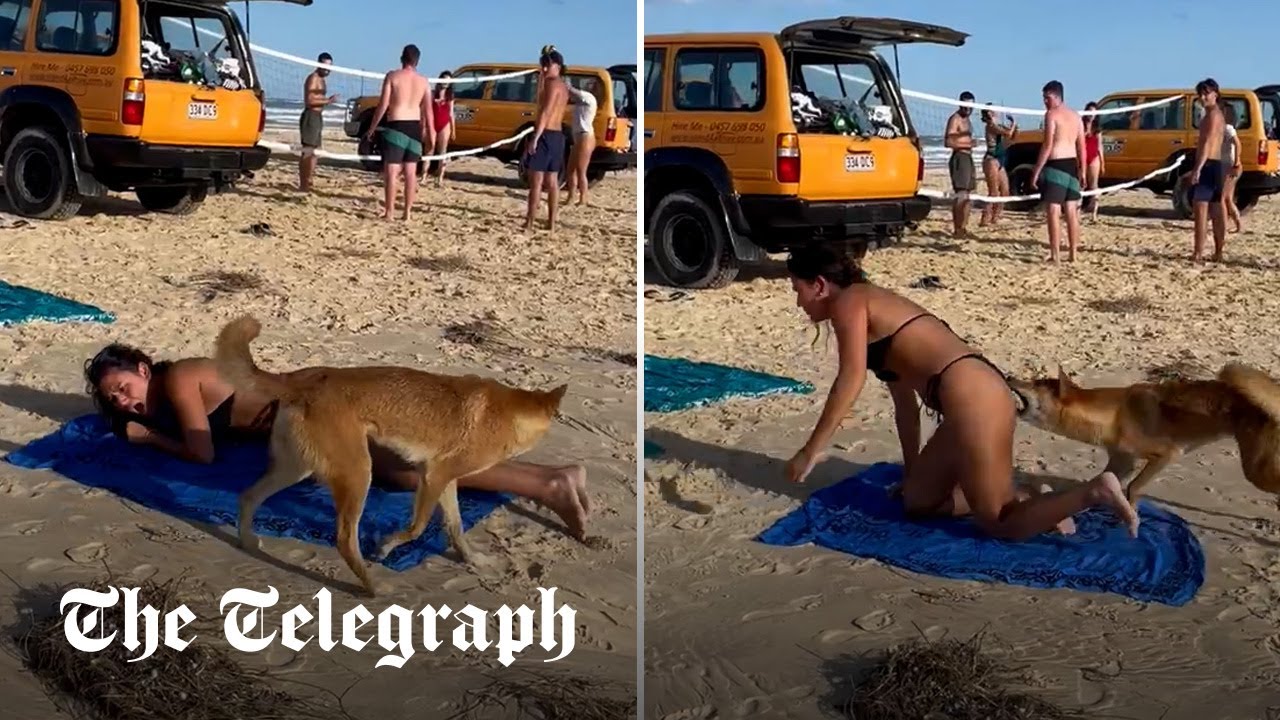 Australia warns of dingo attacks after tourist's bum bitten