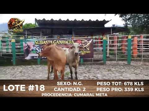 LOTE 18
