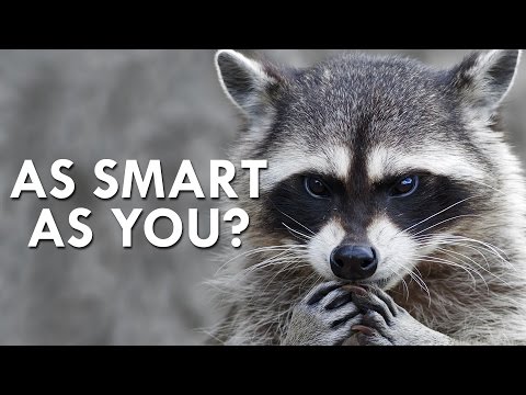 image-How does a raccoon communicate?
