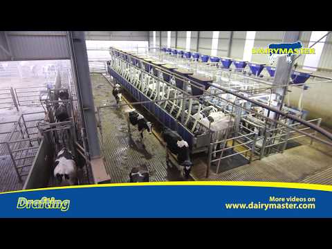 Dairymaster Drafting Systems New and Used units - Image 2