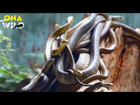 WILD AFRICA: Mysterious Power of the World’s Most Terrifying Snakes | Nature Animal Documentary