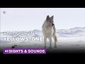 Spend An Hour In Snowy Yellowstone Sights Sounds PBS NATURE