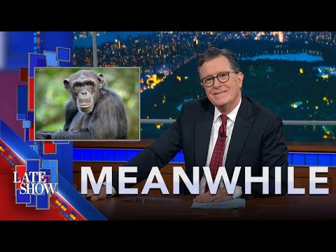 與此同時...... 下載 Netflix | 隱藏的線蟲 | 黑猩猩時裝 | 佛羅里達州的生日安非他命 (Meanwhile… Downloading Netflix | Hidden Tarantulas | Chimpanzee Fashion | Florida Birthday Meth)