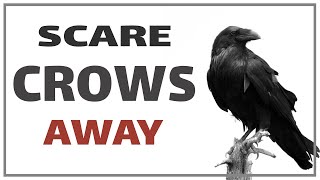 Sound To Scare Crows Away - Effective Ultrasonic Crow Repeller