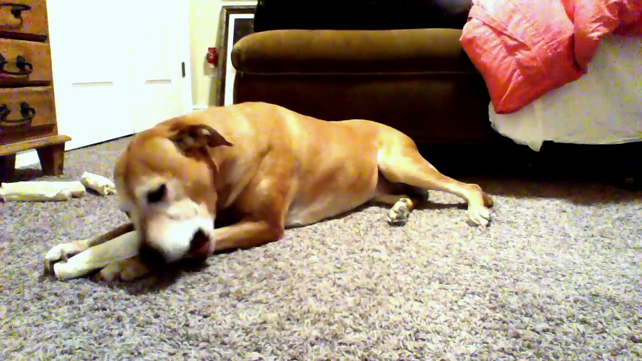 ~ASMR~ Dog Chewing Rawhide Bone #2~