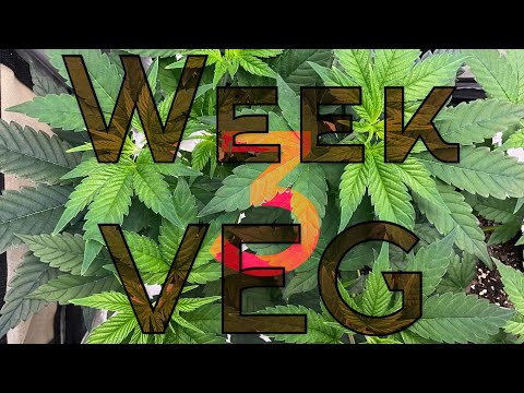 Let’s grow cannabis in a closet! Week 3 veg!