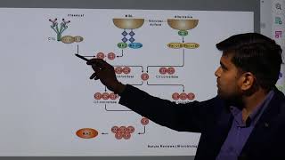 Download Lagu Immunology Kaplan USMLE Microbiology Chapter 4 (Complement System II) Thumbnail