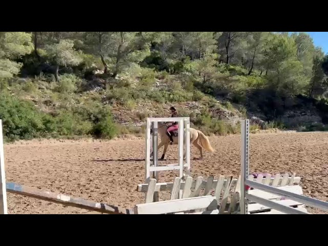 DEMI / TIERS-PENSION &ndash; PONEY D CONNEMARA &ndash; CASSIS 13