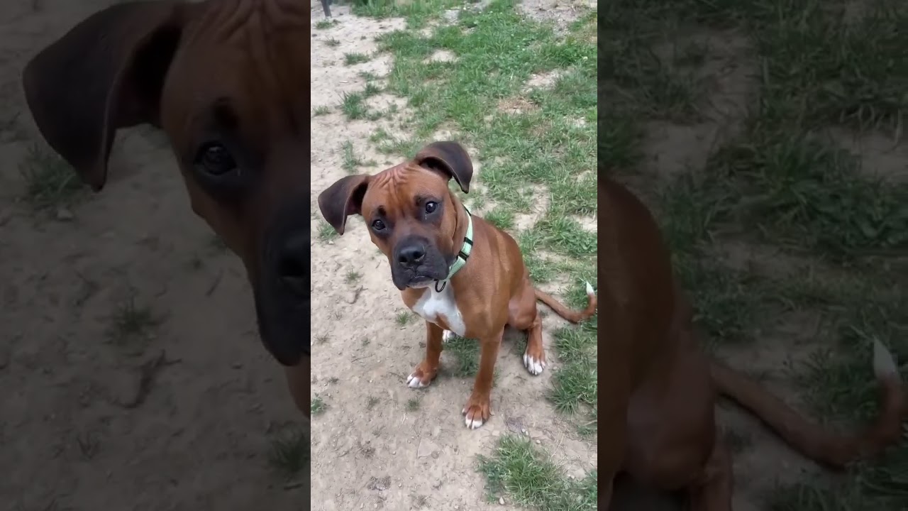 Baxter, a ADOPTABLE Boxer in Shippenville, PA video 5/5