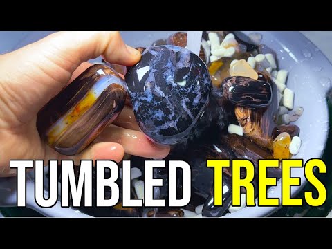 I Tumbled 12 LBS Of PETRIFIED WOOD For 6 MONTHS!.... Here's What Happened