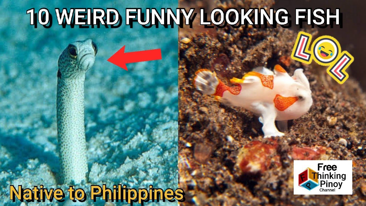 10 KAKAIBANG ISDA SA DAGAT NG PILIPINAS | Weird and Amazing Fish Native to Philippines