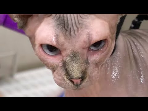 Hairless cat claws my face trying to escape!