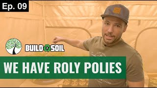 BuildASoil: FIVE DIFFERENT CULTIVARS // DEALING WITH ROLY POLY & PILL  BUGS (Season 6, Episode 09)