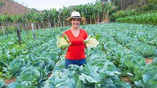 A melhor colheita de couve flor do ano, entenda como produzimos couves flores perfeitos e saudáveis