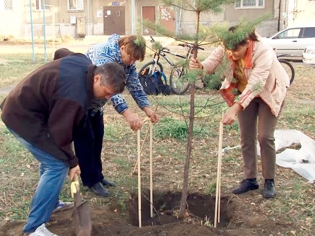 В Ангарске пересаживают деревья