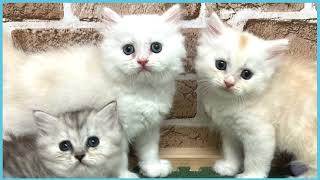 ペットショップCOO&RIKU No00704483(ミヌエット)