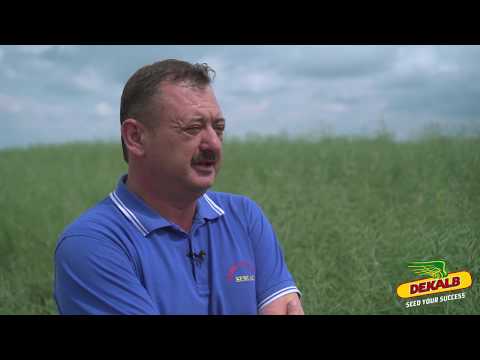 Rapita DEKALB in ferma AGRO RALUCA SRL - interviu Dan Stelian Herteg
