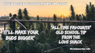 ODG’s 2023 OGG “It’ll Make Your Buds Bigger” “All Time Favourite” Old School Tip from the Love Shack