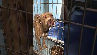 Video preview image #1 Mutt Puppy For Sale in Pasadena, CA, USA