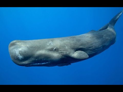 Sperm Whales