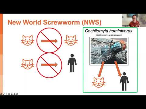 New World Screwworm: What Animal Shelters Need to Know