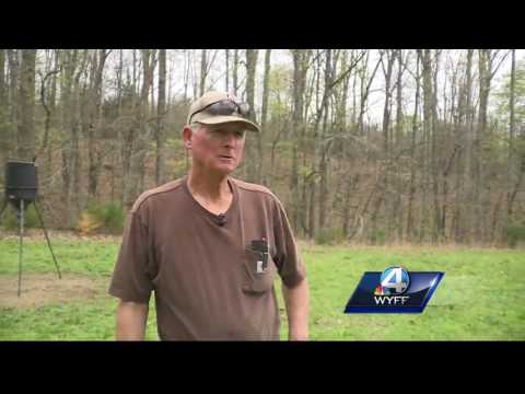 South Carolina considers controversial cure for huge wild hog problem