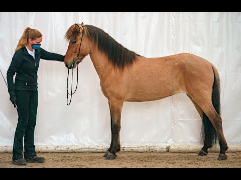 FIZO Kronshof 2020: Nona vom Kronshof