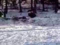 Sleigh Riding Crash